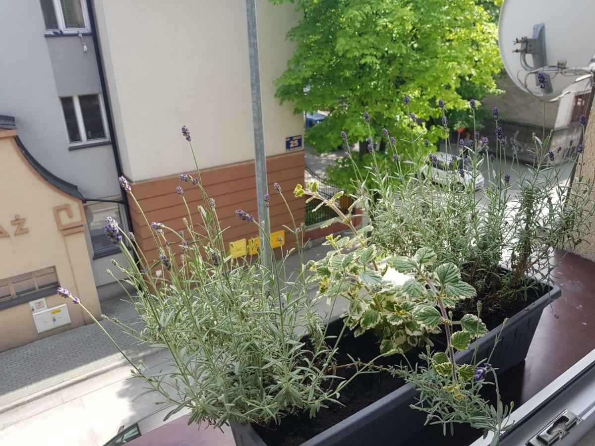 Przytulna I Przestrzenna Garsoniera- Centrum تارنوف المظهر الخارجي الصورة
